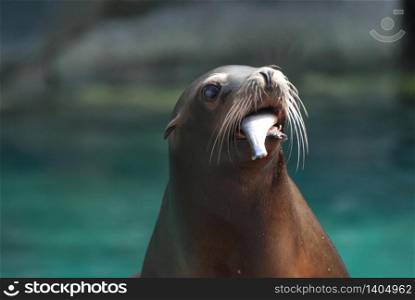 Sea lion with a fish hanging out of his mouth.