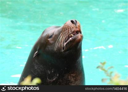Sea lion with his mouth partially open so you can see his teeth.