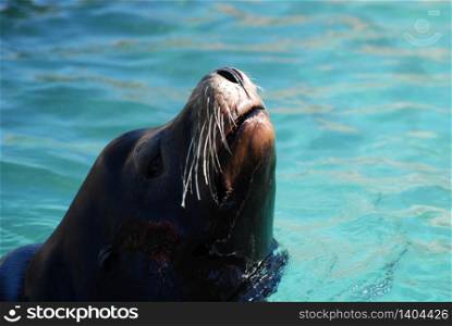 Sea lion with his nose in the air in the water.