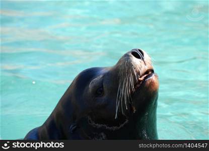 Sea lion with his nose poking out of the water&rsquo;s surface.
