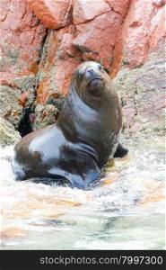 Sea lions fighting for a rock in the peruvian coast at Ballestas islands Peru&#xA;&#xA;