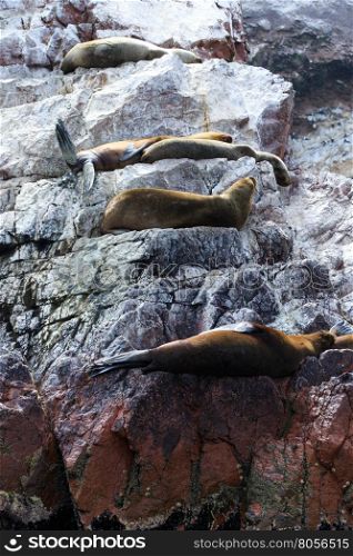 Sea lions fighting for a rock in the peruvian coast at Ballestas islands Peru