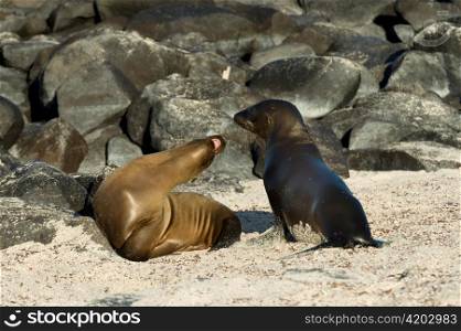 Sea lions on the beach, Punta Suarez, Espanola Island, Galapagos Islands, Ecuador