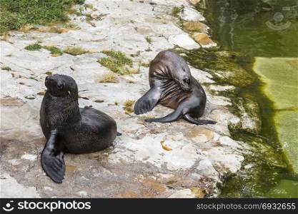 Sea lions resting on a stone near the shore of the reservoir. Berlin Zoo