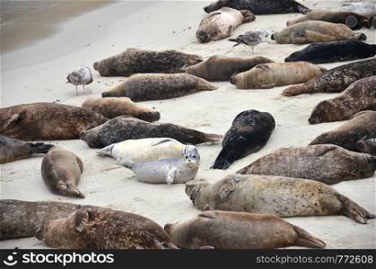 Sea lions sunbathe on the beach in La Jolla California