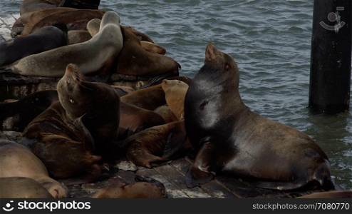Sea lions sunning on the pier