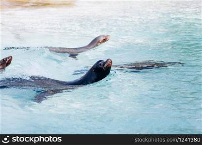 Sea lions swim in turquoise sea water