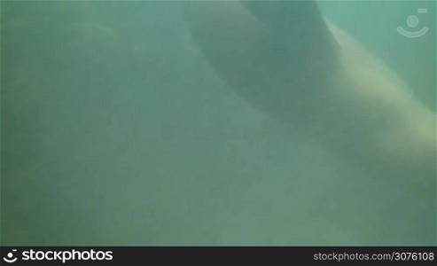 Sea lions swimming underwater in Punta Loma, Puerto Madrin, Argentina