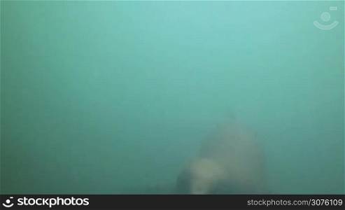 Sea lions swimming underwater in Punta Loma, Puerto Madrin, Argentina