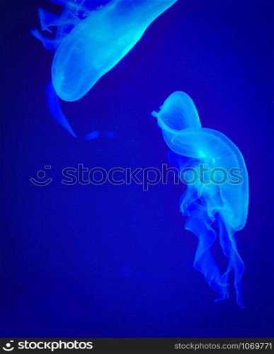 Sea Moon jellyfish blue swimming marine life underwater ocean on dark background