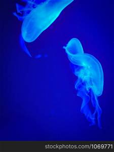 Sea Moon jellyfish blue swimming marine life underwater ocean on dark background