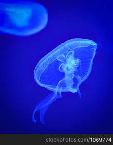 Sea Moon jellyfish blue swimming marine life underwater ocean on dark background