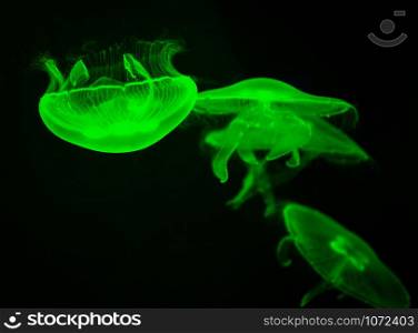 Sea Moon jellyfish green swimming marine life underwater ocean on black background