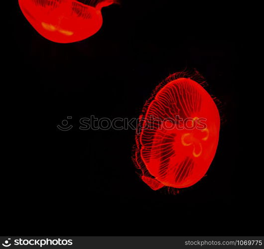 Sea Moon jellyfish red swimming marine life underwater ocean on black background