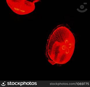 Sea Moon jellyfish red swimming marine life underwater ocean on black background