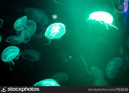 Sea Moon jellyfish with blue light background