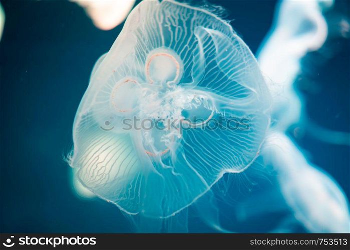 Sea Moon jellyfish with blue light background