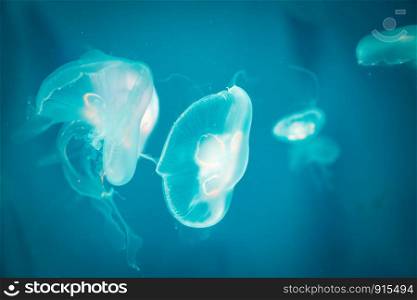Sea Moon jellyfish with blue light background
