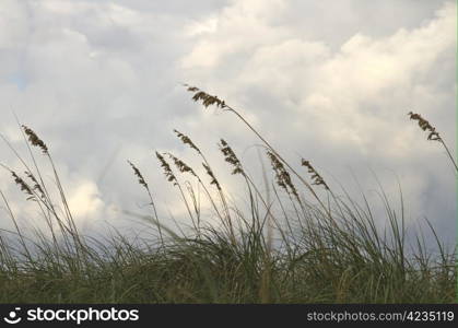 Sea oats on the beach swaying in the wind against beautiful cloudy sky.