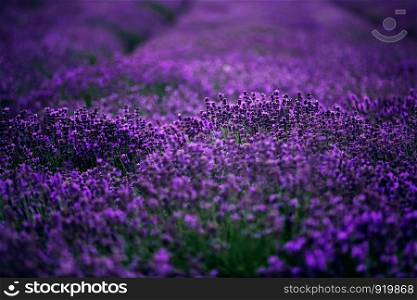 sea of lavender flowers focused on one in the foreground.lavender field.. sea of lavender flowers focused on one in the foreground. lavender field