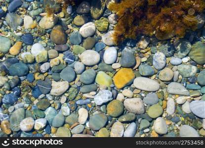 Sea pebble. It is photographed above water with addition of seaweed