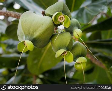 Sea Poison Tree fruit on its tree, Barringtonia asiatica