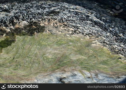 Sea rock surface with wet green and white filamentous chlorophyta algae closeup as natural background