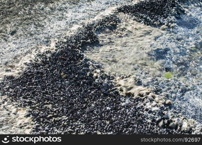 Sea rock surface with wet white filamentous chlorophyta algae closeup as natural background