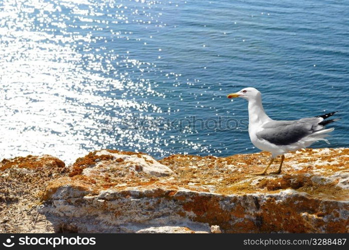 sea rocky bay. landscape