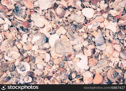 Sea shell abstract background