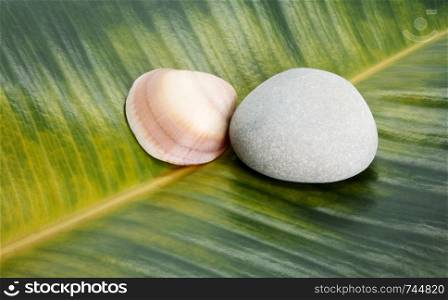 Sea shell and stone on ficus leaf background