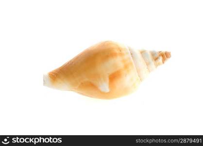 sea shell close up isolated on white background