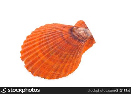 sea shell close up isolated on white background