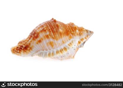 sea shell close up on white