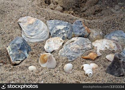sea shell collection