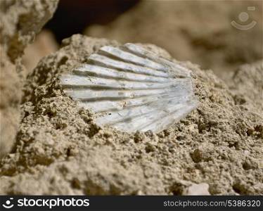 Sea shell fossil in surface of the rock