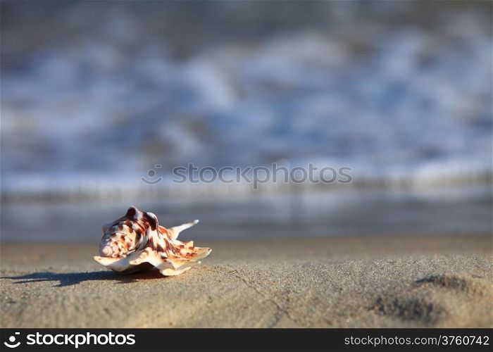 sea shell in the beach sand at ocean background. Summer vacation symbol