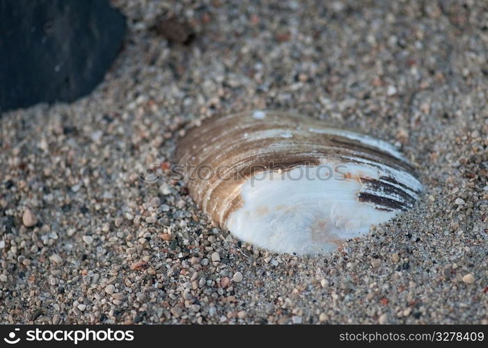 Sea Shell in the sandy beach at Gimli, Manitoba, Canada