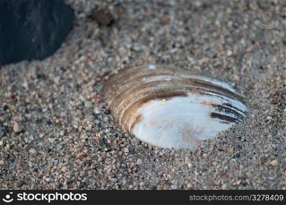 Sea Shell in the sandy beach at Gimli, Manitoba, Canada