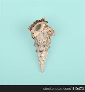 Sea Shell isolated on light blue background. Top view. Close up.. Sea Shell isolated on light blue background. Top view.