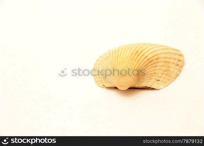 Sea Shell Isolated On The White Background