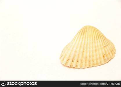 Sea Shell Isolated On The White Background