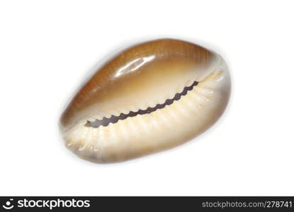 sea shell isolated on white