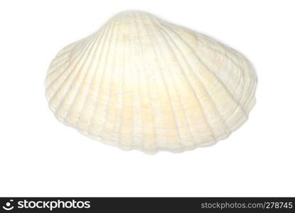 sea shell isolated on white