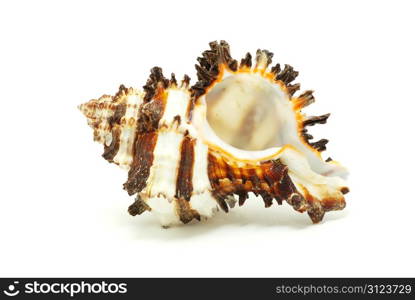 Sea shell isolated on white background