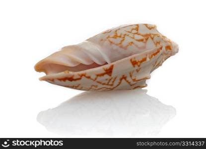 Sea shell isolated on white background.