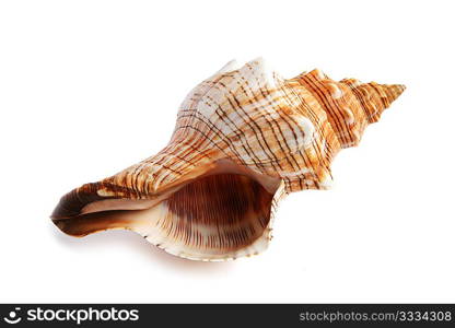 sea shell isolated on white background