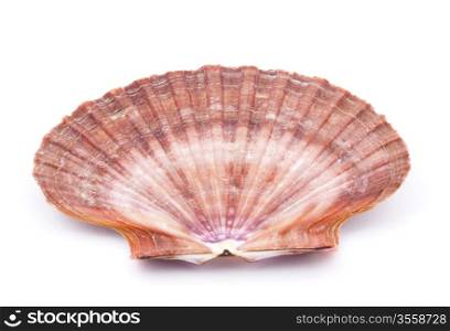 Sea shell isolated on white background. Close up