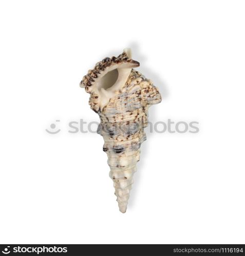 Sea Shell isolated on white background. Top view. Close up.. Sea Shell isolated on white background. Top view.