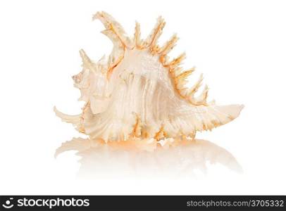 Sea shell isolated on white background with soft reflection